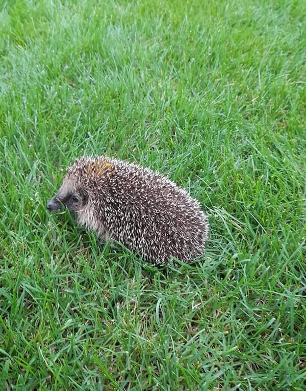 This is the meta data field of the image