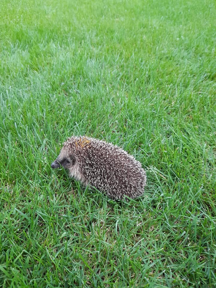 This is the meta data field of the image